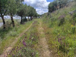 Flora del Cerro Masatrigo